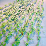 Image of the life ray artwork in the Bott lobby, which consists of a pattern of green leaves spread across a large wall.